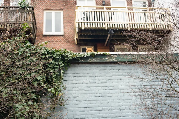 cat on the old house\'s roof in the garden