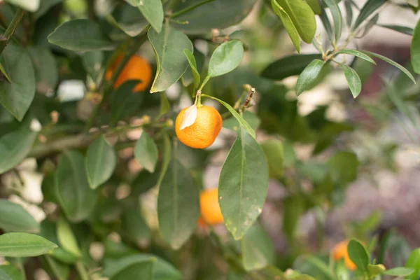 Meyveli portakal ağacı
