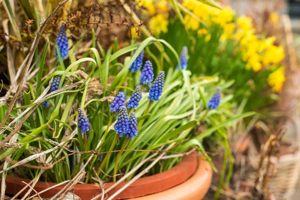 Amsterdam 'da bahar çiçekleri 