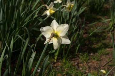 Küçük sarı nergisler İlkbaharda Amsterdam 'da