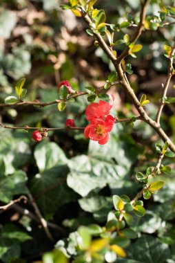 Amsterdam 'da taze bahar çiçekleri