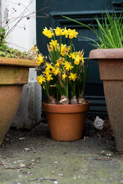 Małe Żółte Żonkile Wiosną Amsterdam — Zdjęcie stockowe