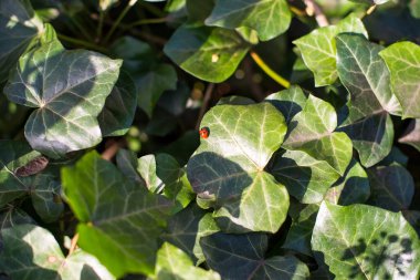 Amsterdam 'da taze bahar çiçekleri