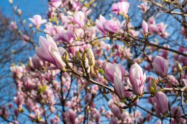 Manolya ağacı İlkbaharda çiçek açtı Amsterdam 'da