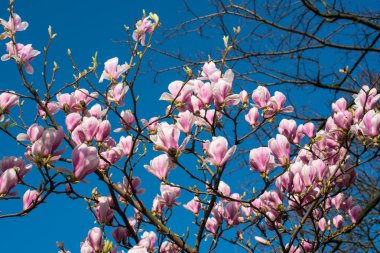 Manolya ağacı İlkbaharda çiçek açtı Amsterdam 'da