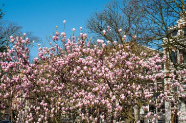 Manolya ağacı İlkbaharda çiçek açtı Amsterdam 'da