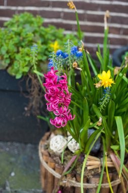Amsterdam 'da bahar çiçekleri 