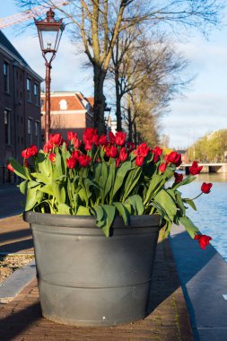Nisan 'da renkli çiçek açan Amsterdam laleleri 
