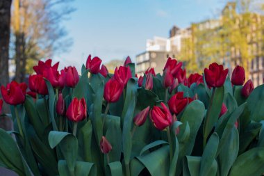 Nisan 'da renkli çiçek açan Amsterdam laleleri 