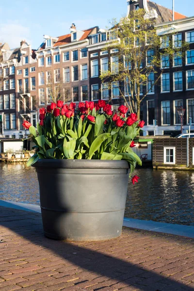 colorful blooming Amsterdam tulips in April