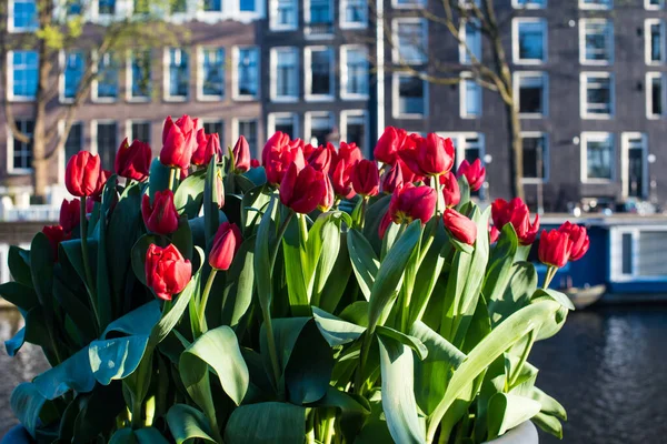 colorful blooming Amsterdam tulips in April