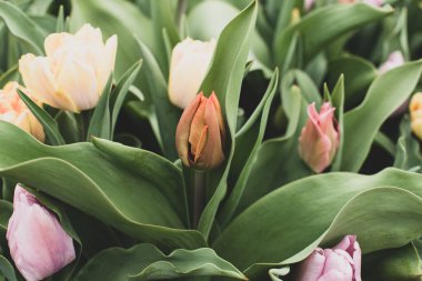 Nisan 'da renkli çiçek açan Amsterdam laleleri 