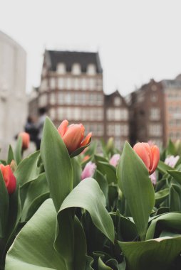 Nisan 'da renkli çiçek açan Amsterdam laleleri 