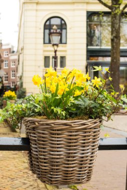 Küçük sarı nergisler İlkbaharda Amsterdam 'da