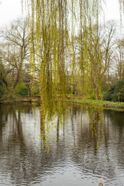 Sonbaharda sonbaharda parkta.