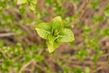 Amsterdam 'da taze bahar çiçekleri