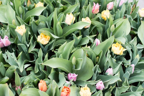 colorful blooming Amsterdam tulips in April