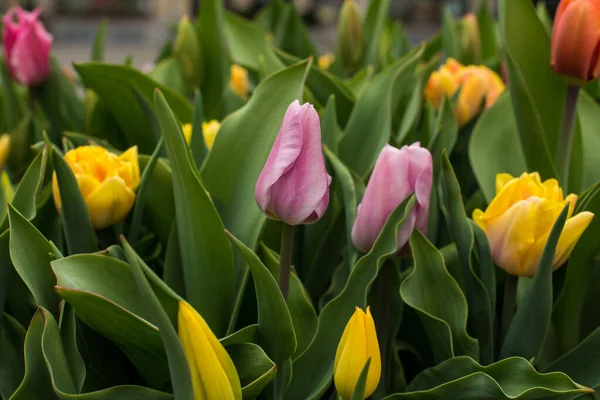 colorful blooming Amsterdam tulips in April