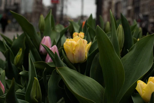 Színes Virágzó Amszterdami Tulipánok Áprilisban — Stock Fotó