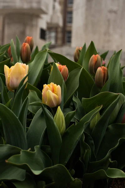 colorful blooming Amsterdam tulips in April