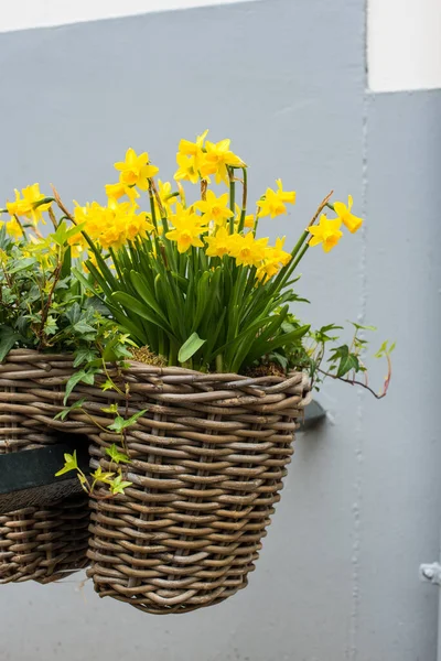 Kuning Kecil Daffodils Amsterdam Musim Semi — Stok Foto