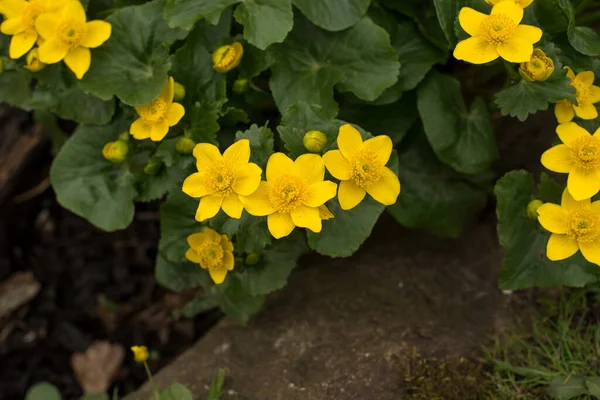 Frische Frühlingsblumen Amsterdam — Stockfoto