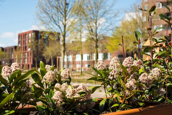 Frühling Rosa Blumen Garten — Stockfoto