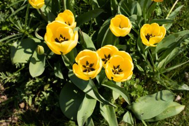 Yaz bahçesinde güzel çiçekler