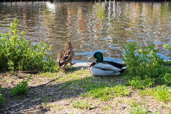 池塘边的两只鸭子 — 图库照片