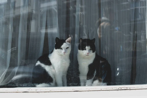 Dos Gatos Blancos Negros Ventana — Foto de Stock