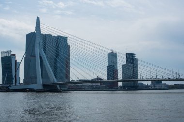 Rotterdam 'daki Erasmus köprüsü