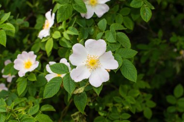 Bahçedeki gül ağacı çiçekleri