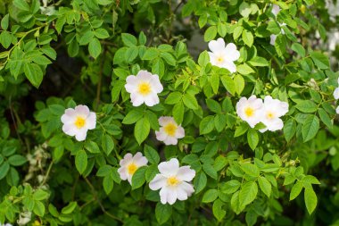 Bahçedeki gül ağacı çiçekleri