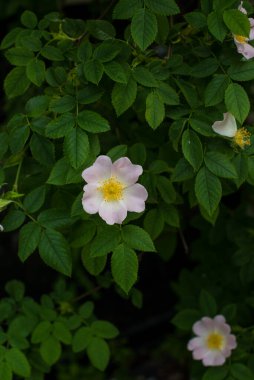 Bahçedeki gül ağacı çiçekleri