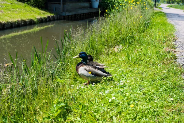 Kachny Zelené Trávě — Stock fotografie