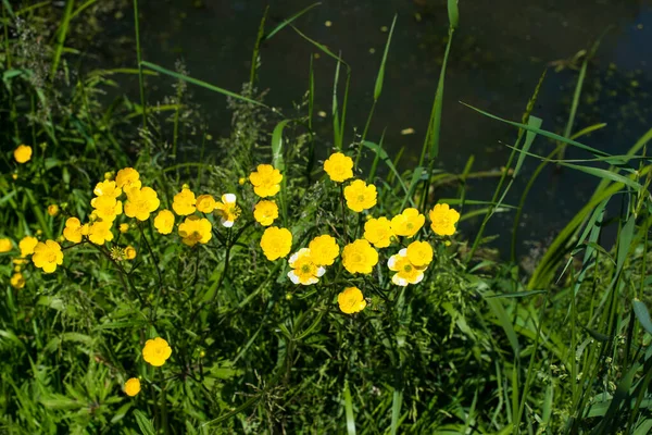 Gelbe Blumen Gras — Stockfoto