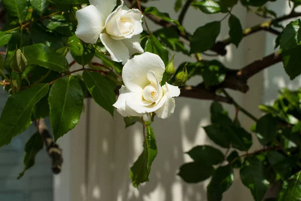 White Rose Bush City — Stock Photo, Image