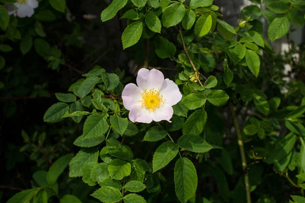 Fleurs Églantier Dans Jardin — Photo