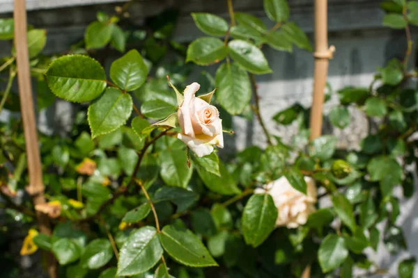 Arbusto Rosa Branco Cidade — Fotografia de Stock