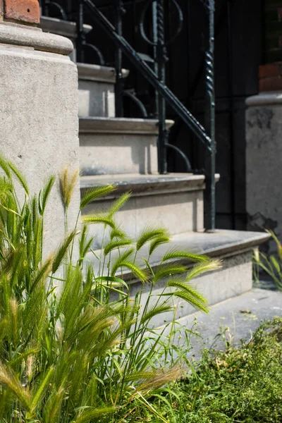 Treppen Garten Und Grünes Gras — Stockfoto