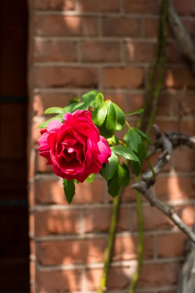 Schöne Rosen Sommer Amsterdam — Stockfoto