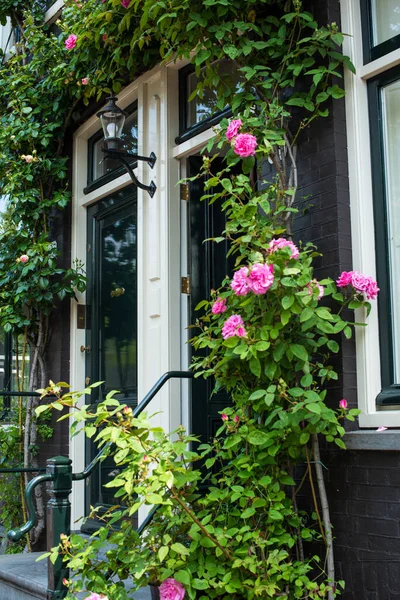 Rose Rosse Nella Strada Amsterdam — Foto Stock