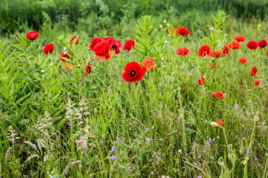 Güzel kırmızı haşhaş tarlası