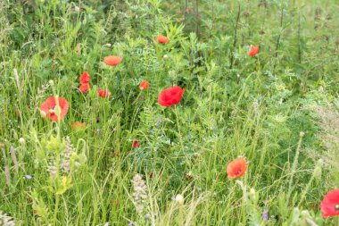 Güzel kırmızı haşhaş tarlası