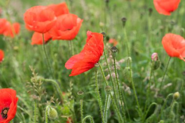 Güzel kırmızı haşhaş tarlası