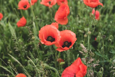 Güzel kırmızı haşhaş tarlası
