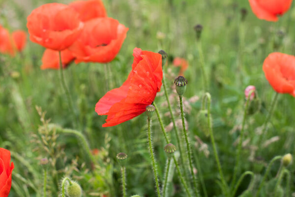 beautiful field of red poppies