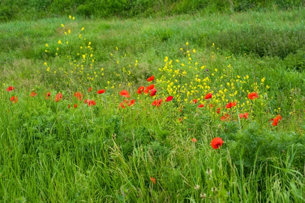 Schönes Feld Von Roten Mohnblumen — Stockfoto
