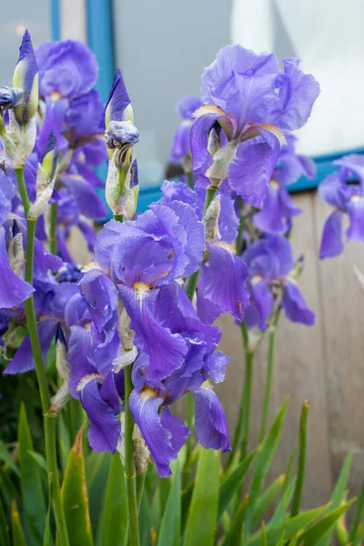 Iris Viola Fiori Giardino — Foto Stock