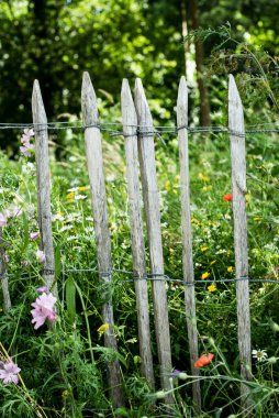Bir tarlada papatyalar ve papatyalar.